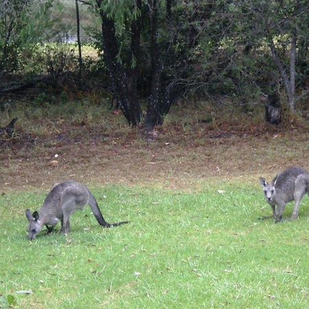 Wombatalla Kangaroo Valley Ngoại thất bức ảnh