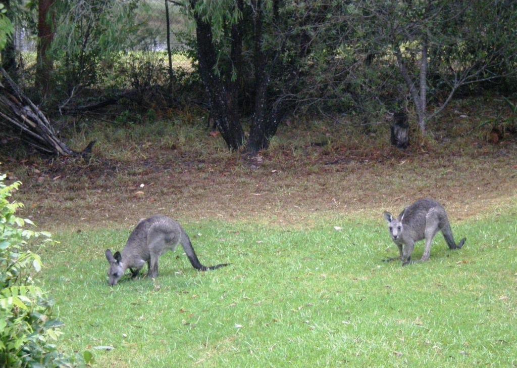 Wombatalla Kangaroo Valley Ngoại thất bức ảnh